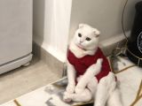 5 Aylık Scottish Fold Dişi