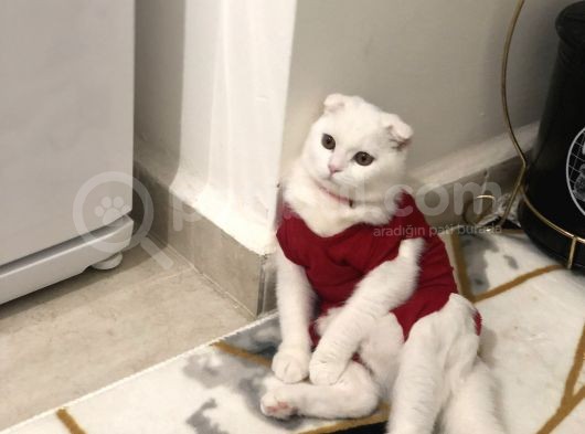 5 Aylık Scottish Fold Dişi görsel