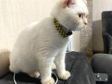 Saf Irk Erkek Scottish Fold