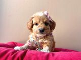 Maltipoo Mix Irk Sevimli Yavrular