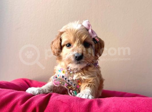 Maltipoo Mix Irk Sevimli Yavrular görsel