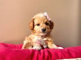 Maltipoo Mix Irk Sevimli Yavrular