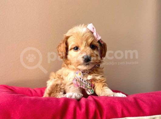 Maltipoo Mix Irk Sevimli Yavrular görsel