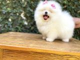 Dişi-Erkek Ayıcık Surat Pomeranian Yavrular