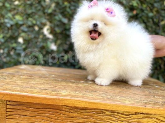 Dişi-Erkek Ayıcık Surat Pomeranian Yavrular görsel
