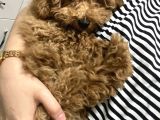 3.5 Aylık Toy Poodle Yavrularımız Yeni Yuvalarını Arıyor