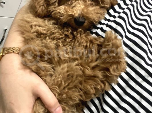 3.5 Aylık Toy Poodle Yavrularımız Yeni Yuvalarını Arıyor