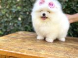 Dişi-Erkek Ayıcık Surat Pomeranian Yavrular