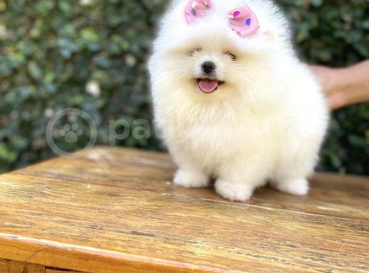 Dişi-Erkek Ayıcık Surat Pomeranian Yavrular