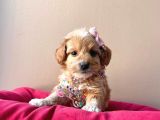 Maltipoo Mix Irk Sevimli Yavrular