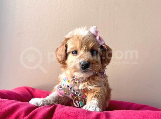 Maltipoo Mix Irk Sevimli Yavrular