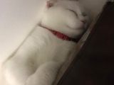5 Aylık Scottish Fold Dişi