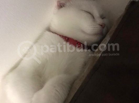 5 Aylık Scottish Fold Dişi görsel