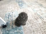 Scottish Longhair Çok Uygun 3Aylık