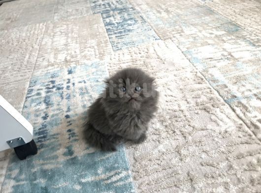 Scottish Longhair Çok Uygun 3Aylık görsel