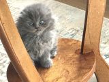 Scottish Longhair Çok Uygun 3Aylık