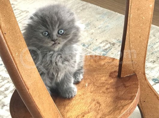 Scottish Longhair Çok Uygun 3Aylık görsel