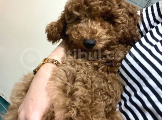 3.5 Aylık Toy Poodle Yavrularımız Yeni Yuvalarını Arıyor görsel