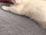 5 Aylık Scottish Fold Dişi