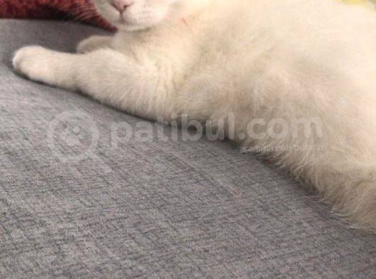 5 Aylık Scottish Fold Dişi görsel