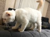 Saf Irk Erkek Scottish Fold