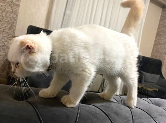 Saf Irk Erkek Scottish Fold görsel