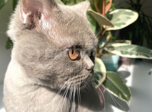 British Lilac