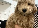 3.5 Aylık Toy Poodle Yavrularımız Yeni Yuvalarını Arıyor