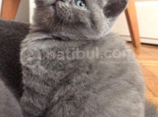 Bri̇ti̇sh Safkan Yavrular görsel