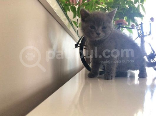 Bri̇ti̇sh Safkan Yavrular görsel
