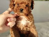 Red Brown Toy Poodle Yavrular