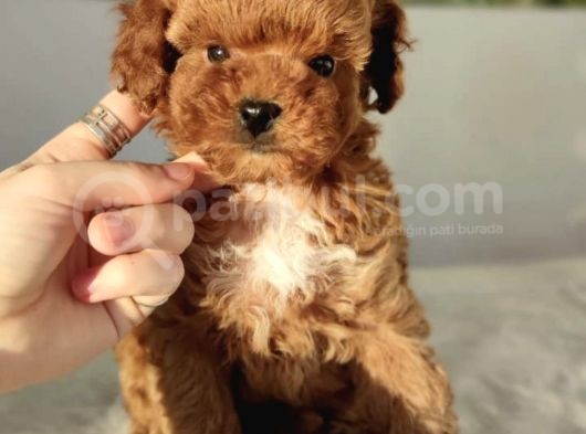 Red Brown Toy Poodle Yavrular görsel