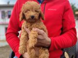 Di̇şi̇ Toy Poodle Yavrumuz