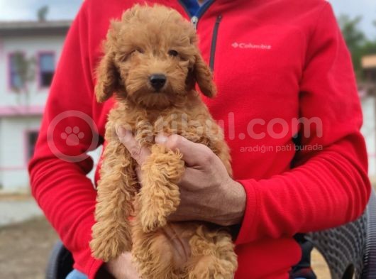 Di̇şi̇ Toy Poodle Yavrumuz görsel
