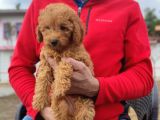 Di̇şi̇ Toy Poodle Yavrumuz
