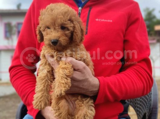 Di̇şi̇ Toy Poodle Yavrumuz görsel