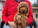Di̇şi̇ Toy Poodle Yavrumuz