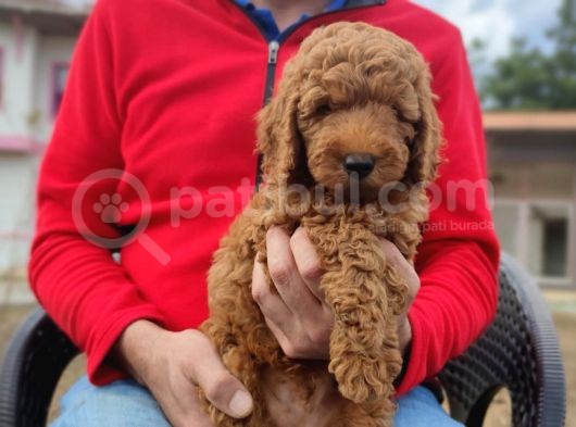 Di̇şi̇ Toy Poodle Yavrumuz