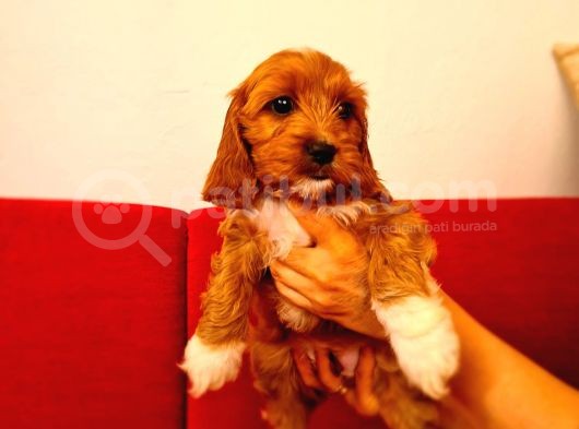 Türki̇yede İlk Red Doodle Yavrumuz görsel