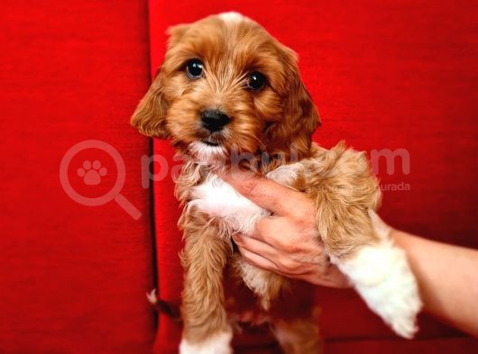 Türki̇yede İlk Red Doodle Yavrumuz görsel