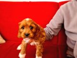 Türki̇yede İlk Red Doodle Yavrumuz
