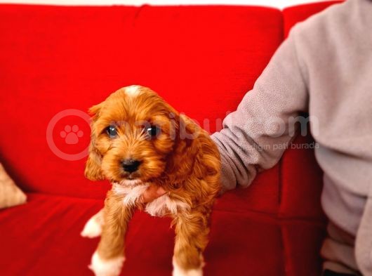 Türki̇yede İlk Red Doodle Yavrumuz görsel