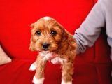 Türki̇yede İlk Red Doodle Yavrumuz