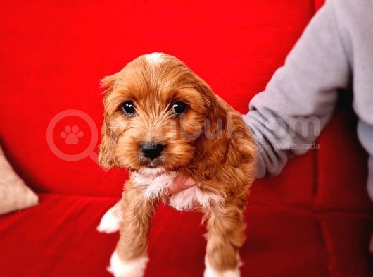 Türki̇yede İlk Red Doodle Yavrumuz görsel