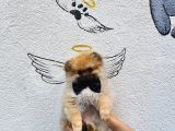 Di̇şi̇ Pomerani̇an Boo Yavrularimiz