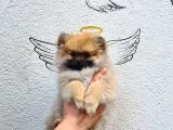 Di̇şi̇ Pomerani̇an Boo Yavrularimiz