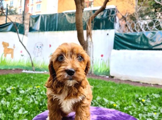 Türki̇yede İlk Red Doodle Yavrumuz