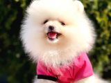 Pomeranian Boo Yavrular