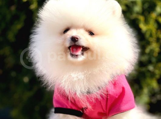 Pomeranian Boo Yavrular görsel