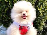 Pomeranian Boo Yavrular